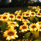 🌻☀️ LIMITED-TIME OFF! 3-Head Solar Sunflower Garden Light – Realistic Petals, IP65 Weather Resistance & Warm White Glow ✨