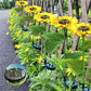 🌻☀️ LIMITED-TIME OFF! 3-Head Solar Sunflower Garden Light – Realistic Petals, IP65 Weather Resistance & Warm White Glow ✨