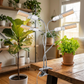 🌱 60% OFF NOW! 💡 LED Plant Grow Light with Timer & Clamp – Full Spectrum, Adjustable Gooseneck & Easy Setup 🌿