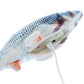 Pet Favorite: Electric Fish Toys 🐱🐶