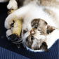 Pet Favorite: Electric Fish Toys 🐱🐶